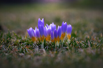 A row of blue-yellow crocuses in the delicate spring sunshine. The first signs of spring are sprouting in the meadow