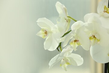 Naklejka na ściany i meble Branch with beautiful orchid flowers near window, closeup. Space for text