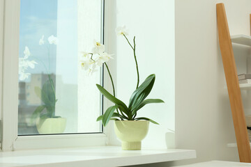 Blooming white orchid flower in pot on windowsill