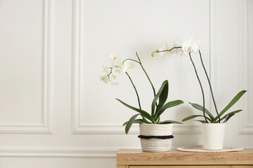 Blooming orchid flowers in pots on wooden chest of drawers near white wall indoors, space for text