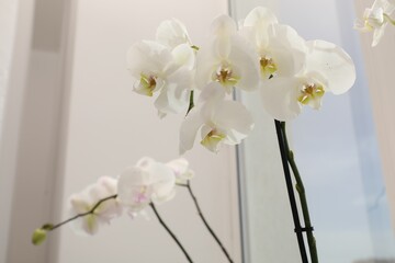 Branches with beautiful orchid flowers near window, closeup