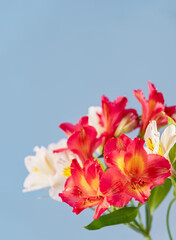 White and red alstroemerias on blue background. Natural floral background. Vertical crop. Copy space. Close up.