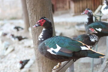 Avian Elegance: Graceful Birds in Captivity