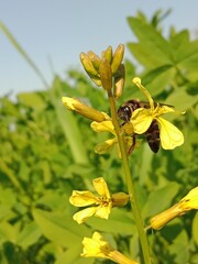 Honey Bee collect nectar or pollen from the flower of eruca sativa  or rocket flower