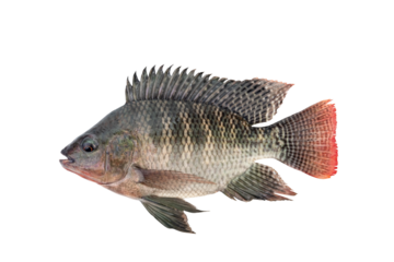 Nile tilapia fish isolated on white background with Clipping Path