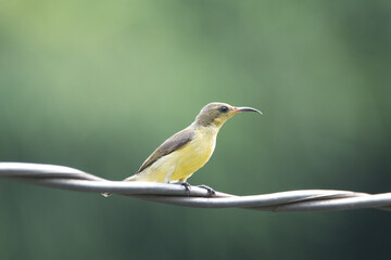 The garden sunbird (Cinnyris jugularis), previously known as the olive-backed sunbird, is a species of passerine bird in the family Nectariniidae