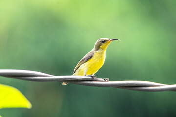 The garden sunbird (Cinnyris jugularis), previously known as the olive-backed sunbird, is a species of passerine bird in the family Nectariniidae