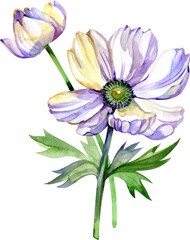 White Anemone Hand painted watercolor flowers in vintage style. It's perfect for greeting cards, wedding invitation, birthday and mothers day cards. Watercolor botanical illustration isolated.