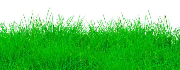 Fresh tall green grass field lawn isolated on white background