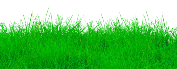 Keuken achterwand Gras Fresh tall green grass field lawn isolated on white background  © fatima