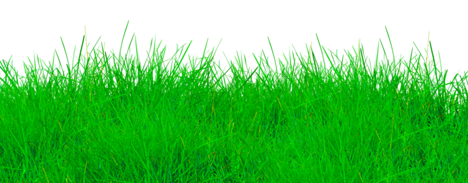 Fresh tall green grass field lawn isolated on white background