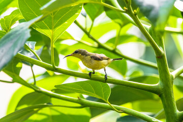 The garden sunbird (Cinnyris jugularis), previously known as the olive-backed sunbird, is a species of passerine bird in the family Nectariniidae
