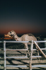 camel in the desert