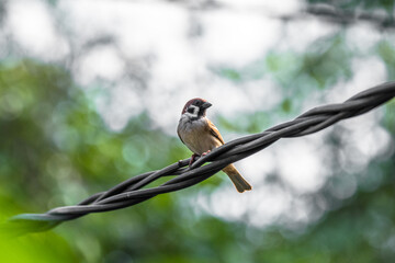 The Eurasian tree sparrow (Passer montanus) is a passerine bird in the sparrow family with a rich chestnut crown and nape and a black patch on each pure white cheek