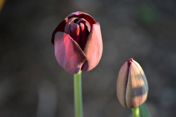 Tulpenblüten – verschiedene Arrangements und Farben