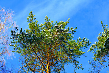 Snow covered pine branches in the winter forest in selective focus against a blue sky...
