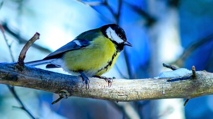 Tit bird in a beautiful winter forest. Winter frosty background with animal. Songbirds in snowy...