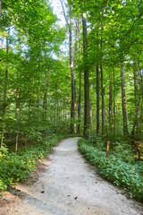 Serene Forest Trail with Sunlight Canopy in McCormick's Creek, Eye-level View
