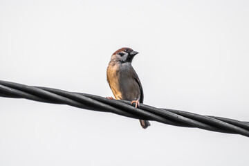 The Eurasian tree sparrow (Passer montanus) is a passerine bird in the sparrow family with a rich...