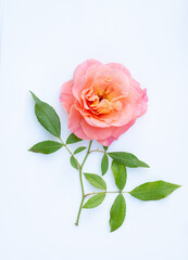 floral layout of pink roses on a white background. Spring or summer floral background with copy space.