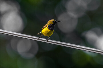 The garden sunbird (Cinnyris jugularis), previously known as the olive-backed sunbird, is a species of passerine bird in the family Nectariniidae