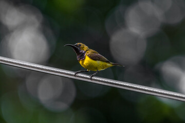 The garden sunbird (Cinnyris jugularis), previously known as the olive-backed sunbird, is a species of passerine bird in the family Nectariniidae