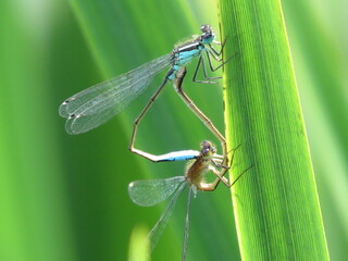 A pair of Common Blue Damselflies (Enallagma cyathigerum) mating