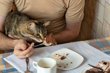 Cat sniffs Tiramisu cake slice in its owner's spoon. Human love and kindness to pets