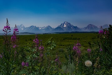 Fototapeta premium Grand Tetons National Park Mountain Range with wildflowers