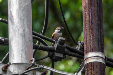 The Eurasian tree sparrow (Passer montanus) is a passerine bird in the sparrow family with a rich chestnut crown and nape and a black patch on each pure white cheek