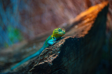 green lizard on a rock