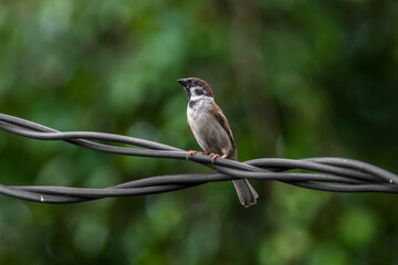 The Eurasian tree sparrow (Passer montanus) is a passerine bird in the sparrow family with a rich chestnut crown and nape and a black patch on each pure white cheek