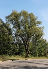 huge old tree in south Poland landscape - 741741057