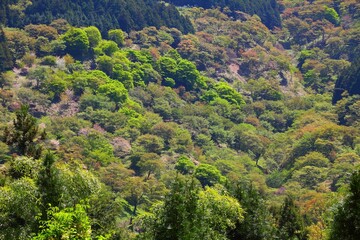 Fototapeta na wymiar Japan - nature of Mount Yoshino (Yoshino-yama), a UNESCO World Heritage Site. Green trees in spring time.