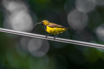 The garden sunbird (Cinnyris jugularis), previously known as the olive-backed sunbird, is a species of passerine bird in the family Nectariniidae