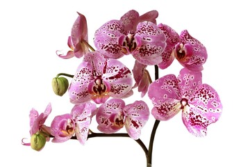 various colorful flowers of tropical plant orchid Phalaenopsis close up
