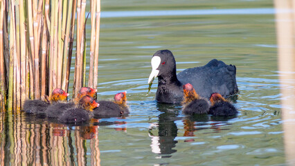 swan swimming in the lake