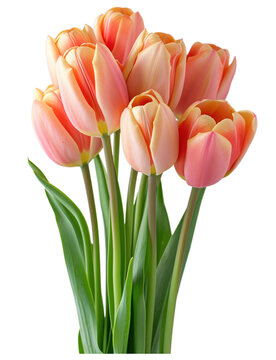 peach-colored tulips featuring delicate white edges, accompanied by green foliage, isolated on a transparent backgroundated image