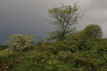Obraz na płótnie Canvas Valonia oak trees and flowering common hawthorn shrub against overcast sky, growing along the ancient city wall. Apollonia-Albania-120