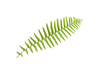 White Isolated green fern leaf
