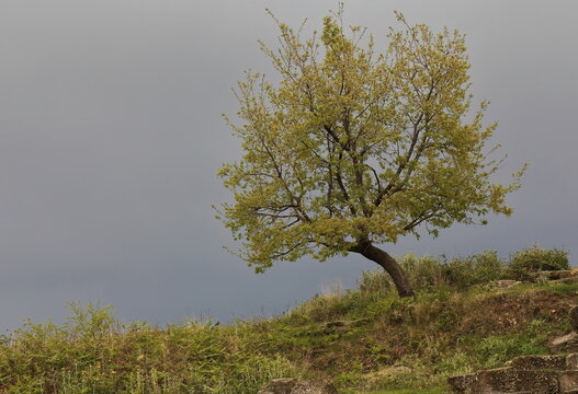 Isolated Valonia oak against overcast sky, growing on the hillside along the ancient city wall. Apollonia-Albania-119