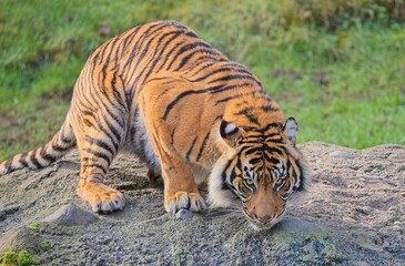 Sumatran tigers are on the brink of extinction due to habitat destruction, human-tiger conflict,...