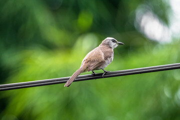 The sooty-headed bulbul (Pycnonotus aurigaster) is a species of songbird in the Bulbul family, Pycnonotidae