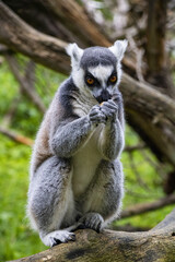 cute monkey lemur vigilantly watches the surroundings