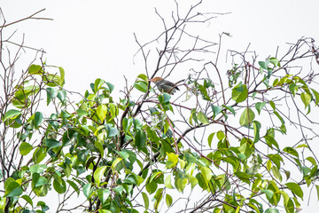 Fototapeta premium The scarlet-headed flowerpecker (Dicaeum trochileum) is a bird species in the family of Dicaeidae
