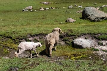 A herd of sheep in the mountains. Beautiful mountain landscape view.