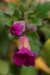 Elegance and color in nature; macro photo of a pink flower; Garden Arabis, Mountain Rock Cress or Caucasian Rockcress; Arabis Caucasica
