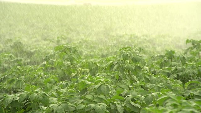 Raining on the potato field