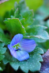 Elegance and color in nature; macro photo of a blue flower; Speedwell; Veronica Peach


