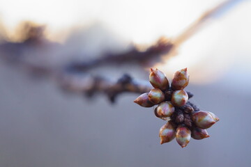 The revival of nature; macro photo of some twig with flower buds